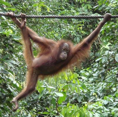 orangutan en Sephilok